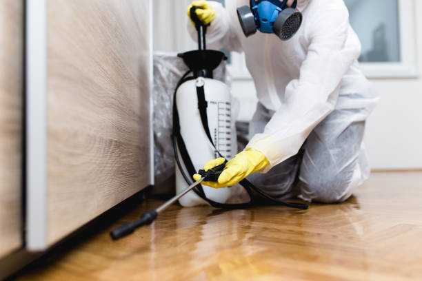 Flea Control Services in Norridge, IL
