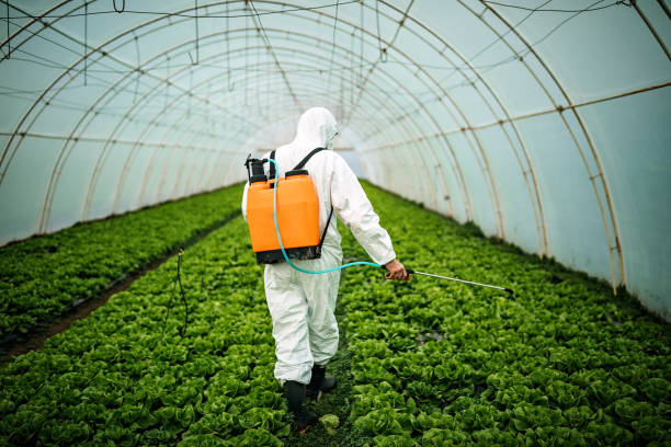 Best Local Pest Control Services  in Norridge, IL