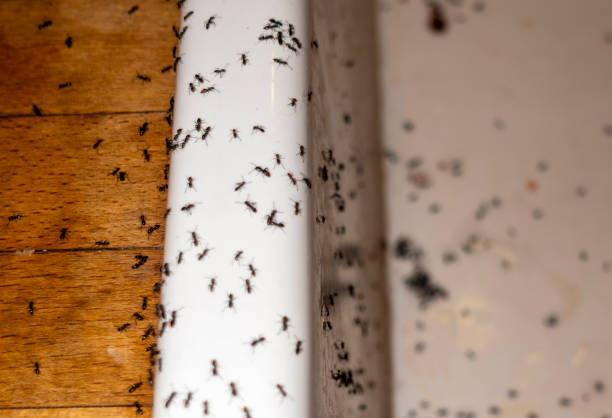 Best Termite Control Services  in Norridge, IL